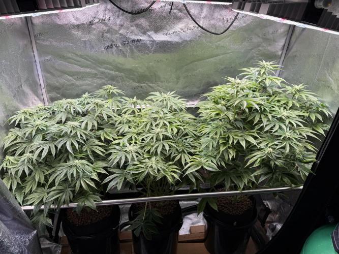 Super Skunk - Sensi Seeds. Week 10