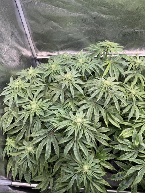 Super Skunk - Sensi Seeds. Week 10
