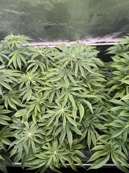 Super Skunk - Sensi Seeds. Week 10