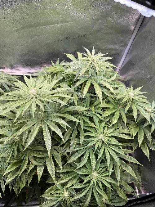 Super Skunk - Sensi Seeds. Week 10