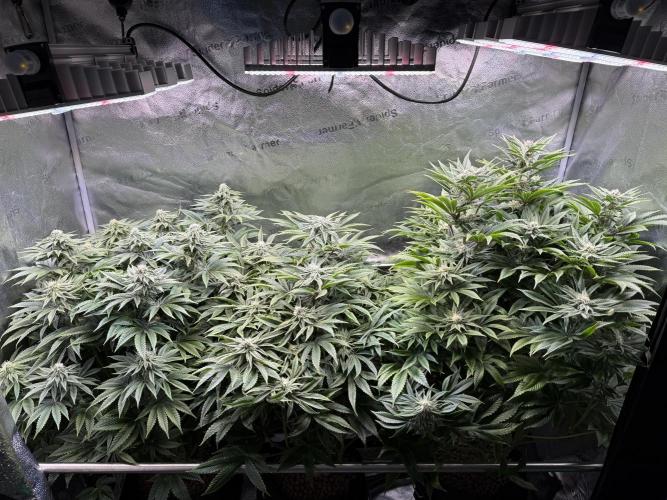 Super Skunk - Sensi Seeds. Week 11