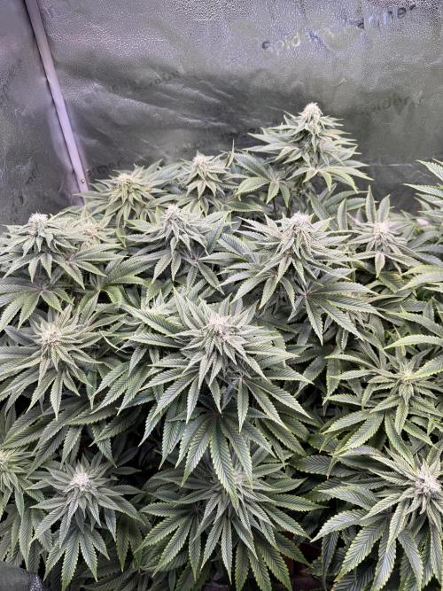Super Skunk - Sensi Seeds. Week 11