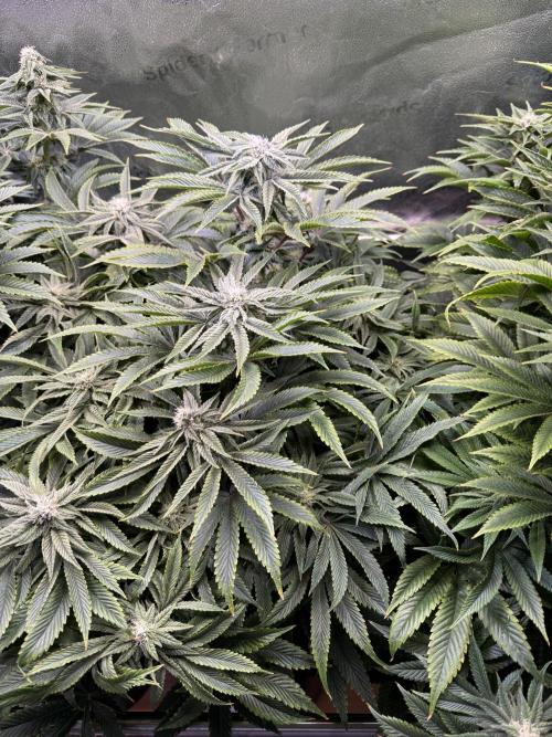 Super Skunk - Sensi Seeds. Week 11