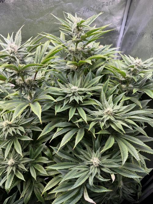 Super Skunk - Sensi Seeds. Week 11