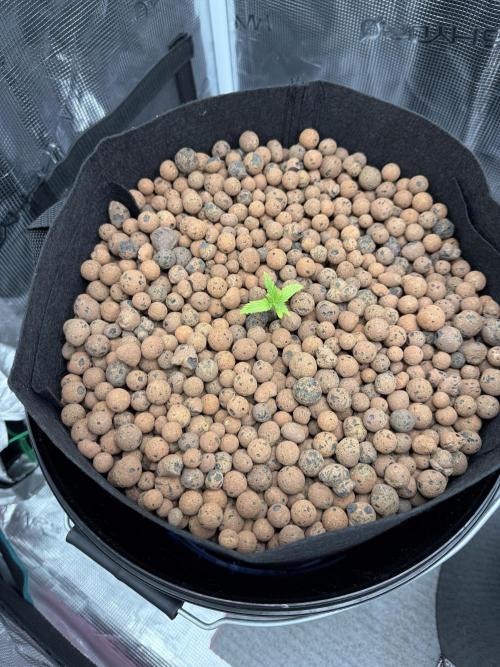 Gorilla GG4 - Ganja Farmer. Week 1