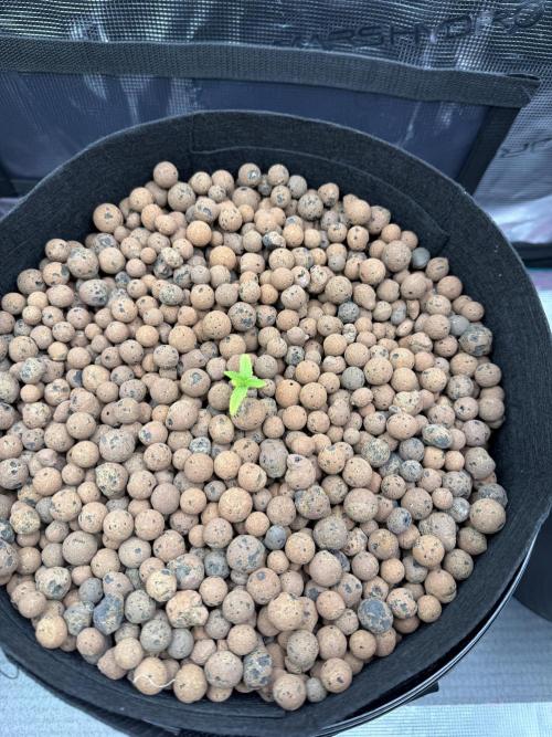 Gorilla GG4 - Ganja Farmer. Week 1