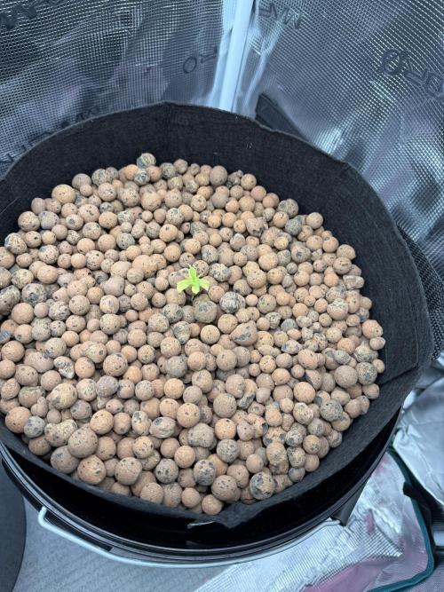 Gorilla GG4 - Ganja Farmer. Week 1