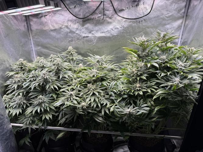 Super Skunk - Sensi Seeds. Week 12