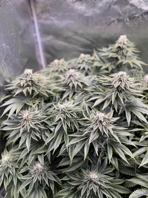 Super Skunk - Sensi Seeds. Week 12