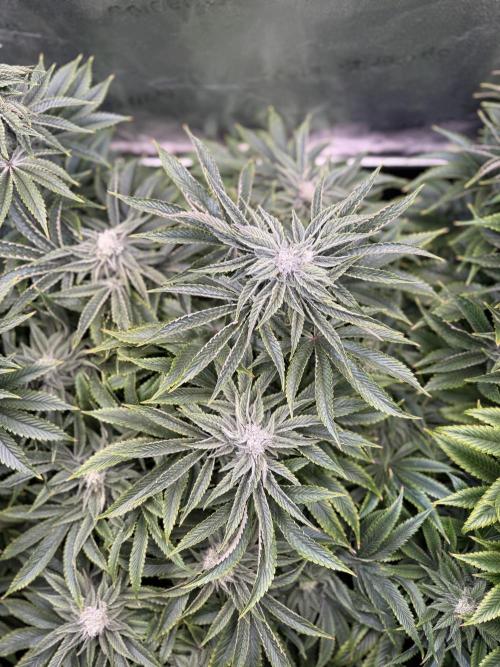 Super Skunk - Sensi Seeds. Week 12