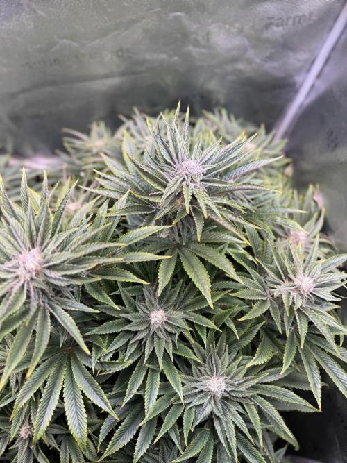 Super Skunk - Sensi Seeds. Week 12