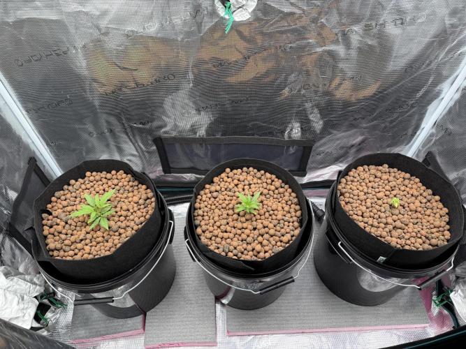 Gorilla GG4 - Ganja Farmer. Week 2