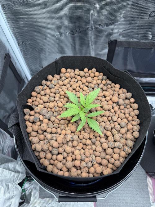 Gorilla GG4 - Ganja Farmer. Week 2