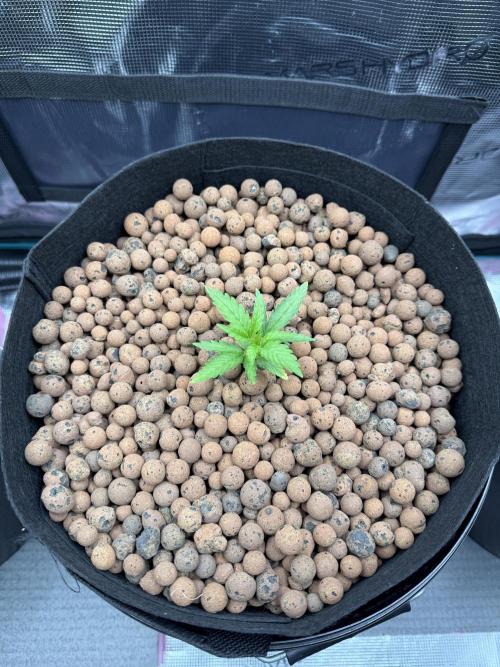 Gorilla GG4 - Ganja Farmer. Week 2