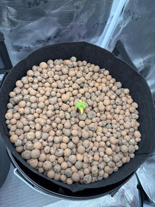 Gorilla GG4 - Ganja Farmer. Week 2