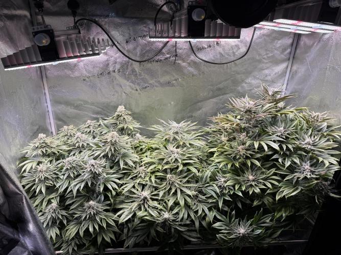 Super Skunk - Sensi Seeds. Week 13