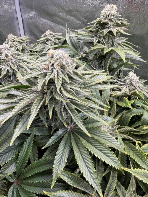 Super Skunk - Sensi Seeds. Week 13
