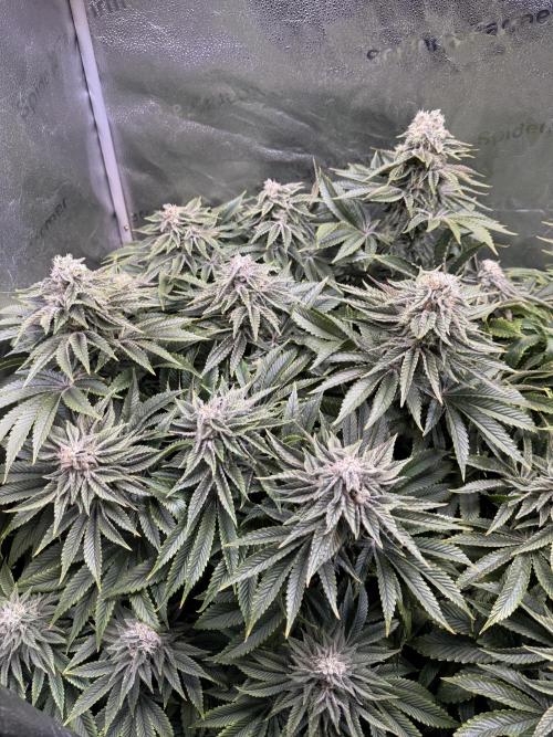 Super Skunk - Sensi Seeds. Week 13