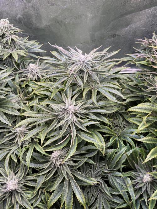 Super Skunk - Sensi Seeds. Week 13