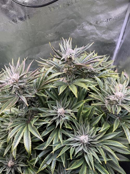 Super Skunk - Sensi Seeds. Week 13