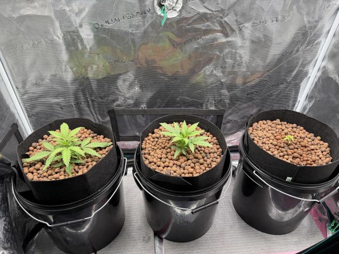 Gorilla GG4 - Ganja Farmer. Week 3