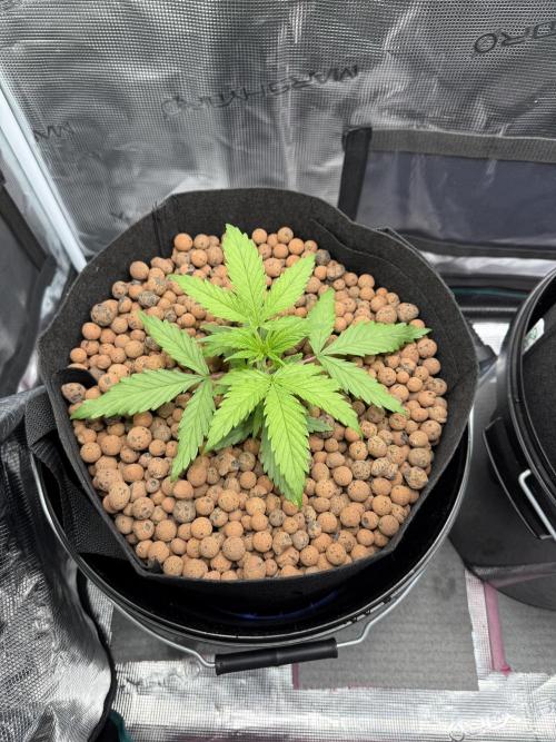 Gorilla GG4 - Ganja Farmer. Week 3