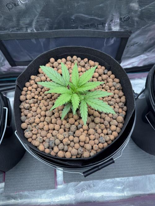 Gorilla GG4 - Ganja Farmer. Week 3
