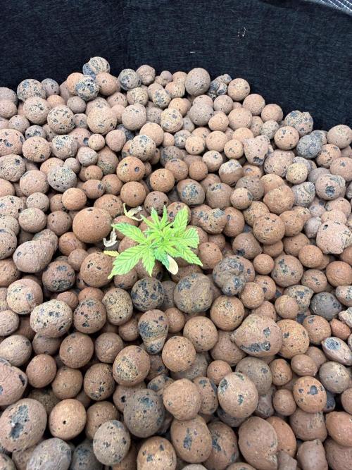 Gorilla GG4 - Ganja Farmer. Week 3
