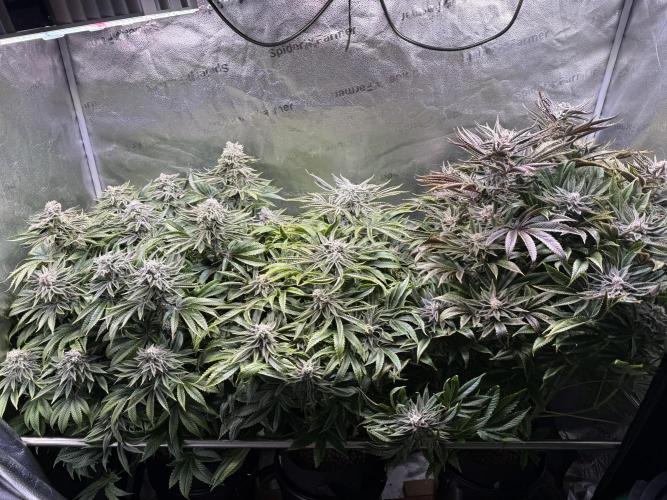 Super Skunk - Sensi Seeds. Week 14