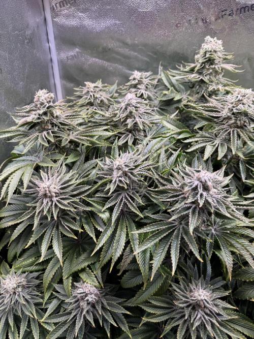 Super Skunk - Sensi Seeds. Week 14