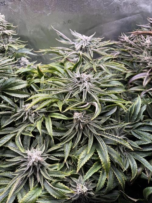 Super Skunk - Sensi Seeds. Week 14
