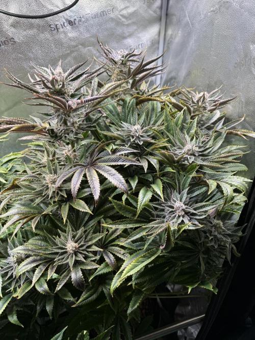 Super Skunk - Sensi Seeds. Week 14