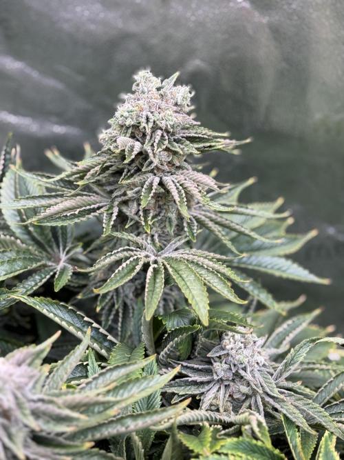 Super Skunk. Week 14