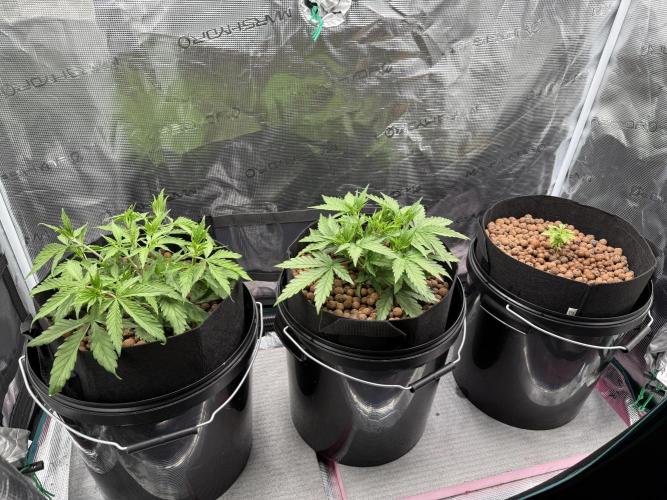 Gorilla GG4 - Ganja Farmer. Week 4