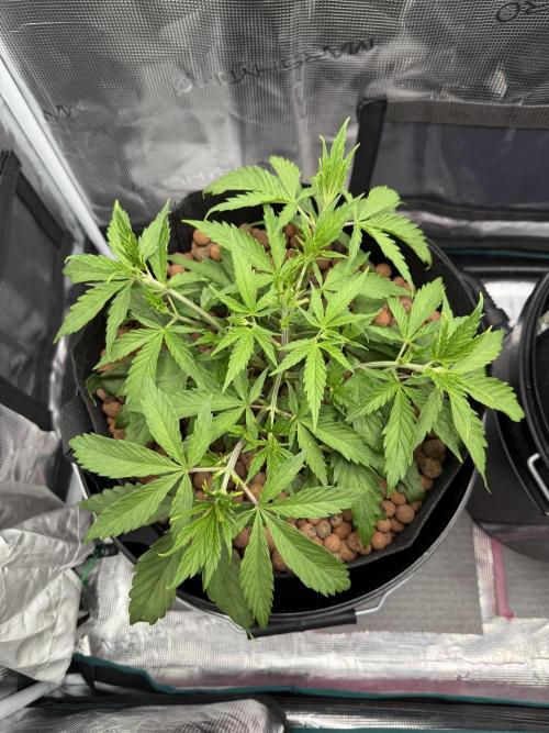 Gorilla GG4 - Ganja Farmer. Week 4