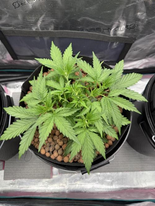 Gorilla GG4 - Ganja Farmer. Week 4