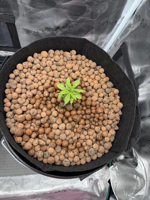 Gorilla GG4 - Ganja Farmer. Week 4