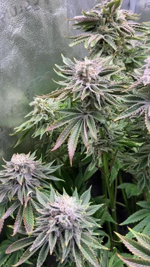 Super Skunk - Sensi Seeds