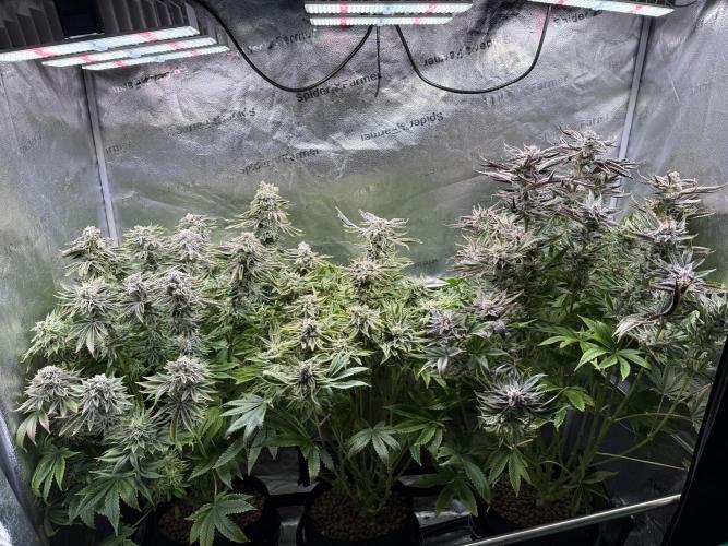 Super Skunk - Sensi Seeds. Week 15