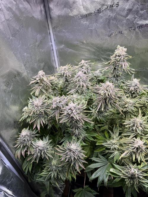 Super Skunk - Sensi Seeds. Week 15