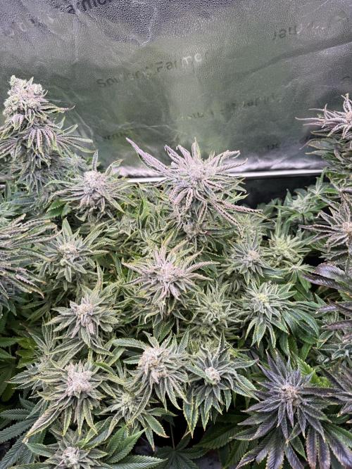Super Skunk - Sensi Seeds. Week 15