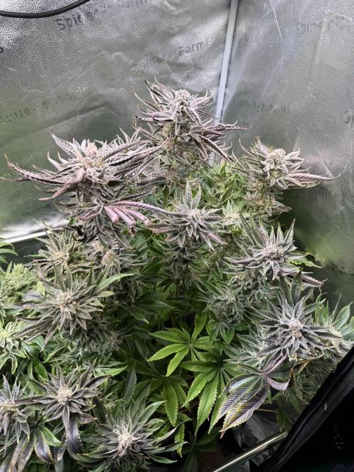 Super Skunk - Sensi Seeds. Week 15