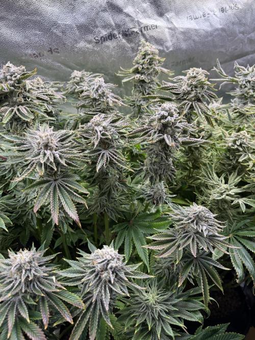 Super Skunk - Sensi Seeds. Week 15
