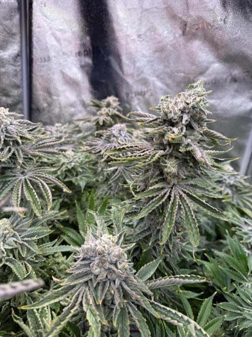 Super Skunk - Sensi Seeds. Week 15