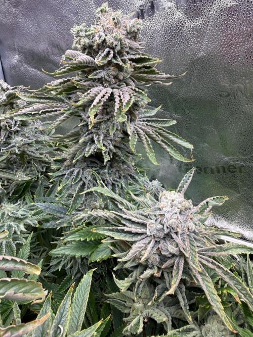 Super Skunk. Week 15