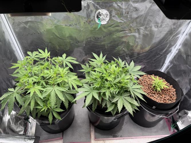 Gorilla GG4 - Ganja Farmer. Week 5