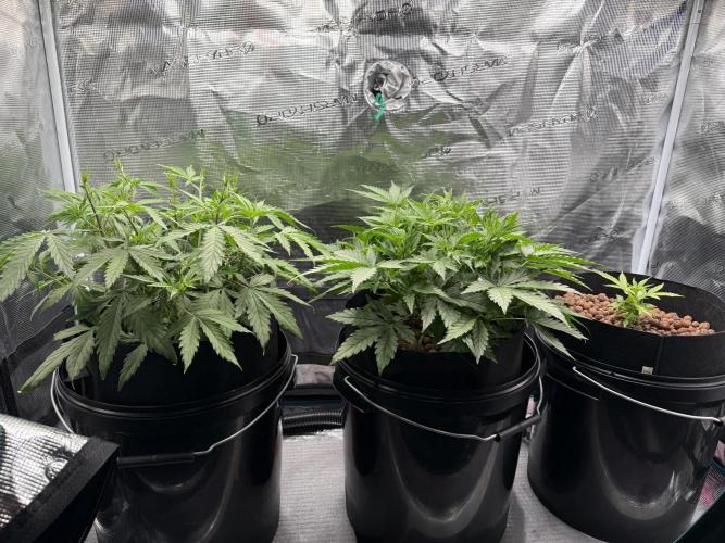 Gorilla GG4 - Ganja Farmer. Week 5