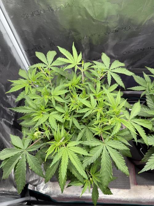 Gorilla GG4 - Ganja Farmer. Week 5