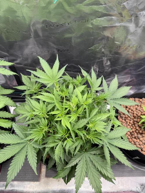 Gorilla GG4 - Ganja Farmer. Week 5