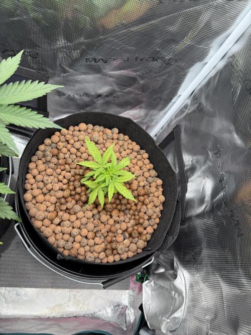 Gorilla GG4. Week 5